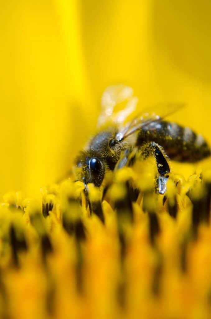 abeille sur un tournesol